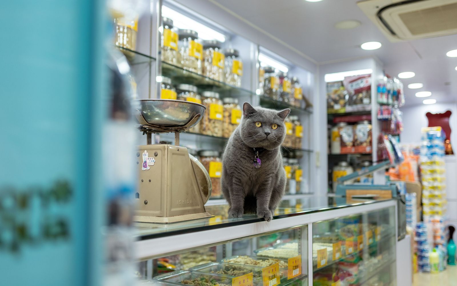 Tejgheaua unui pet shop, cu rafturi de hrană și accesorii pentru animale