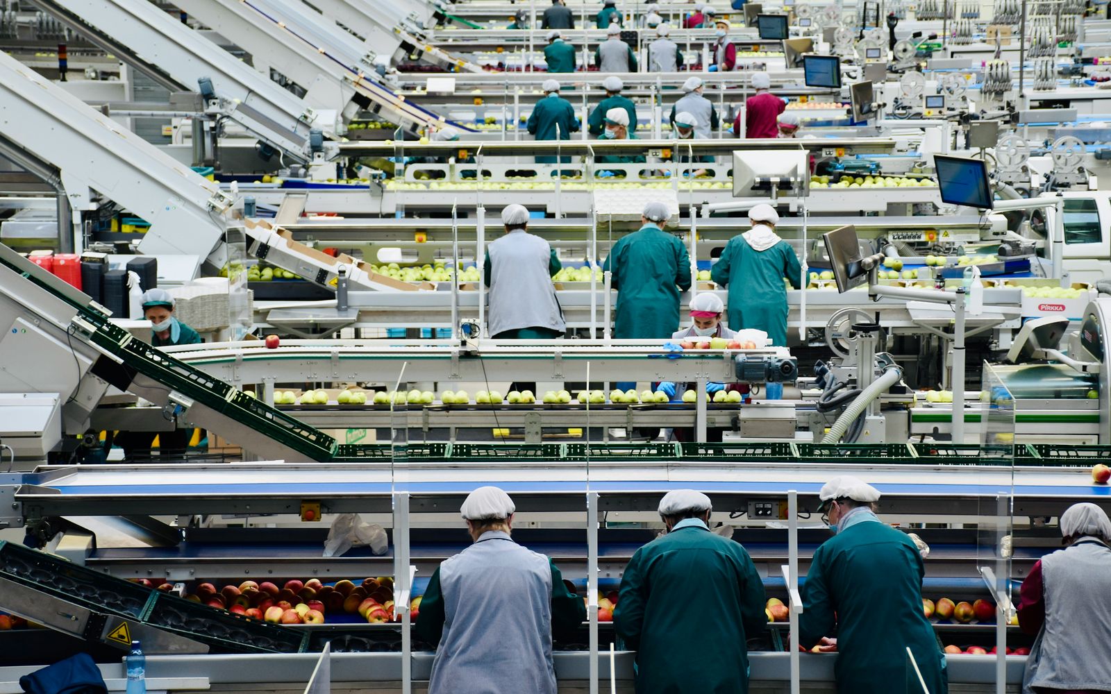 Muncitori la o linie de sortare și ambalare a fructelor